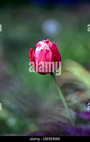 Tulipa rubens,Tulipa rubens rembrandt,Englische Florist Tulpe,gebrochene Tulpe,Tulip Breaking Virus,Flamed Markings,markiert,Virus,Virus,Pflanzenvirus,rosa rot Stockfoto