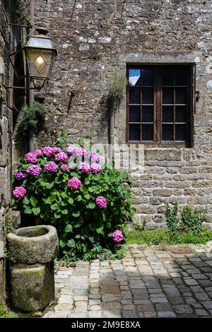 Hortensien vor einem alten Steinhaus, Locronan, ausgezeichnet als eines der schönsten Dörfer Frankreichs, Departement Finistere Penn-ar-Bed Stockfoto