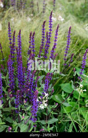 Salvia Nemorosa Caradonna, bienenfreundliche Pflanzung, violette Blumen, dicht gepflanzte Grenze, dichte Pflanzung, tiefe krautige Grenze, Garten, RM-Blumen Stockfoto