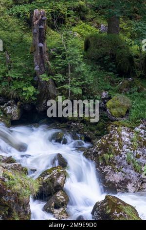 Torrent in Hartelsgraben, Nationalpark Gesaeuse, Steiermark, Österreich Stockfoto