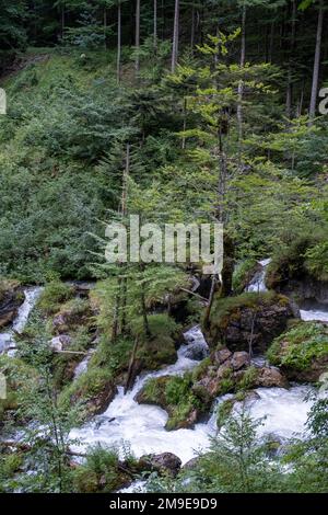 Torrent in Hartelsgraben, Nationalpark Gesaeuse, Steiermark, Österreich Stockfoto