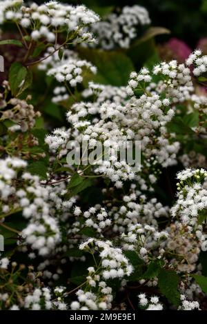 Ageratina altissima Schokolade, weiße Blumen, flauschige weiße Blumen, Schlangenfuss, Herbst, Herbstblumen, Blüten im Herbst, Blütenzeit verlängern, Zimtflor Stockfoto