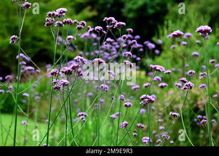 Verbena bonariensis, Drift, Lila, Blüte, Blumen, Wiese Bepflanzung, Stil, Garten, Gärten, RM Floral Stockfoto