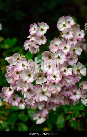 Rosa blütenweiße einzelne Rose, Rosa blütenweiße einzelne Rose Blumen, Rosa weiße Rosenblume, eine Gruppe von einzelnen rosa weißen Rosenblumen, Blüte, Zwergflor Stockfoto