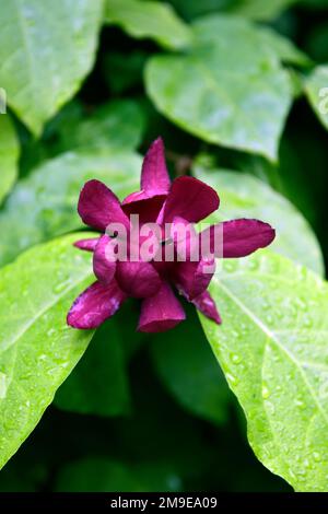 Sinocalycanthus x raulstonii Hartlage Wein, Calycanthus x raulstonii Hartlage Wein, Carolina Allspice, Raulston Süßstrauch, lila Blüten, Blüte, Stockfoto