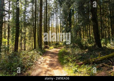 Pfad des Aufstiegswaldes zum Berg Andatza in der Stadt Usurbil, Gipuzkoa, Baskenland, Spanien Stockfoto