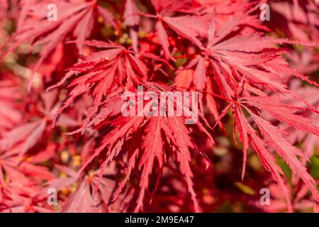 (Acer palmatum) de Inaba Shidare, rote Blumen im iturraranischen Naturpark, Baskenland Stockfoto