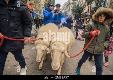 Madrid, Madrid, Spanien. 17. Januar 2023. Eine Familie bringt ein Paar Schafe mit, die von Priestern in einer Kirche in Madrid gesegnet werden, während eines Festivals, das das St.-Fest feiert Anthony, der Abt. (Kreditbild: © Alberto Sibaja/Pacific Press via ZUMA Press Wire) NUR ZUR REDAKTIONELLEN VERWENDUNG! Nicht für den kommerziellen GEBRAUCH! Stockfoto