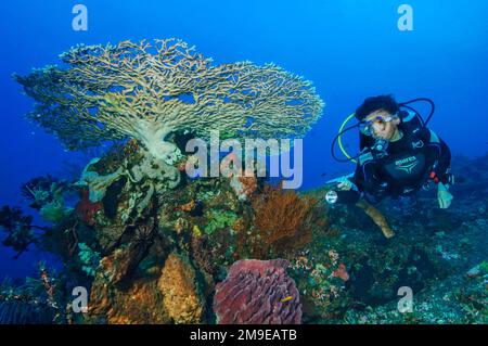 Tauchen Schwimmen durch das Korallenriff mit Blick auf einen beleuchteten Korallenblock mit steinigen Korallen (Scleractinia) Weichkorallen (Dendronephthya) Hornkorallen Stockfoto