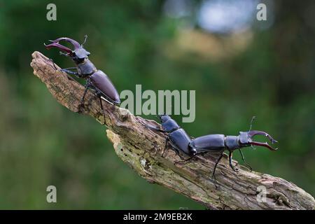 Hirschkäfer (Lucanus cervus), zwei Männer mit geweihtem vergrößertem Unterkiefer und ein weiblicher, größter und auffälligster Käfer in Europa, Thüringen Stockfoto