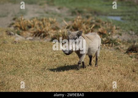 Gemeines Warzenschwein (Phacochoerus africanus) im Ngorongoro-Krater, Serengeti, Tansania Stockfoto