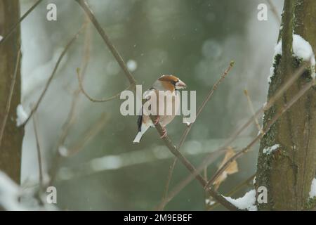 Hawfink (Coccothraustes coccothraustes) im Winter bei Schneefall in Bad Schoenborn, Baden-Württemberg Stockfoto
