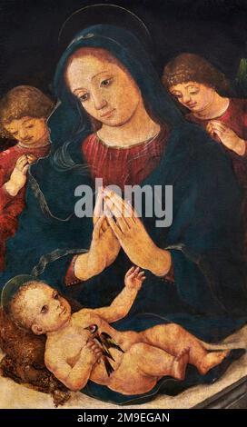 Madonna del cardellino - olio su tavola - Liberale da Verona - seconda metà del XV secolo - Verona, Museo di Castelvecchio Stockfoto