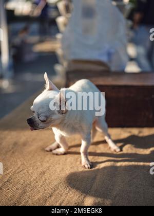 Nahansicht . Porträt des einsamen Chihuahua Dog. Stockfoto