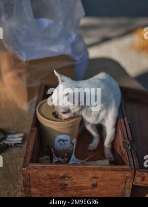 Einsame Chihuahua-Hunde in einer Holzkiste. Stockfoto