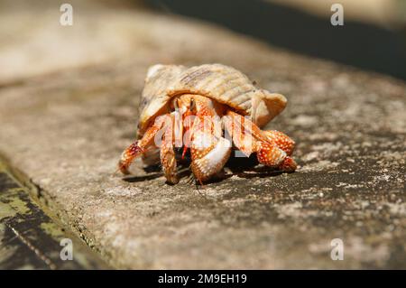 Nahaufnahme der leuchtend orangefarbenen Einsiedlerkrebse mit einer spiralförmigen Muschel auf einem Baumstamm in Rarotonga, Cook Islands Stockfoto