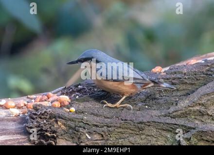 Nuthatchtaken bei Coate Water Stockfoto