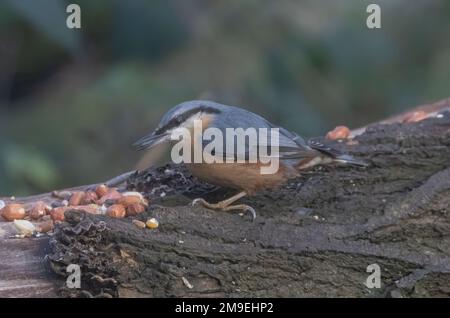 Nuthatchtaken bei Coate Water Stockfoto