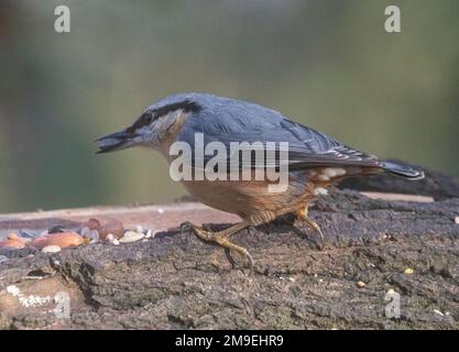 Nuthatchtaken bei Coate Water Stockfoto