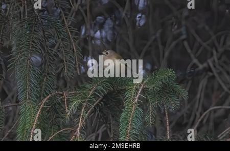 Nuthatchtaken bei Coate Water Stockfoto