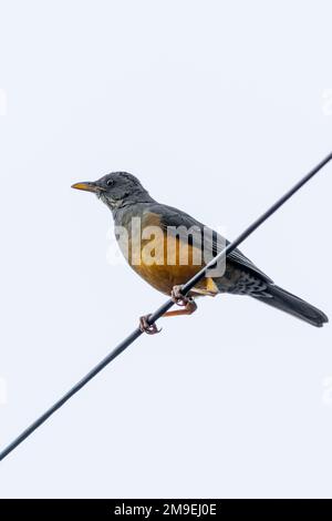 Eine vertikale Nahaufnahme eines auf einem diagonalen Draht sitzenden Olive-Soor-Vogels (Turdus olivaceus) Stockfoto