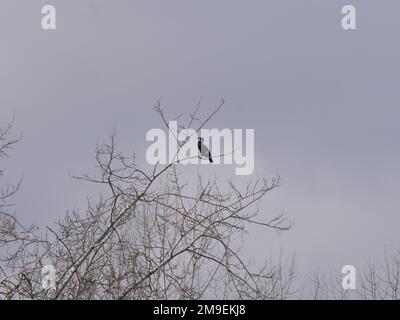 Blick von unten auf einen Kormoran, der im Winter auf den Ästen eines Baumes sitzt Stockfoto