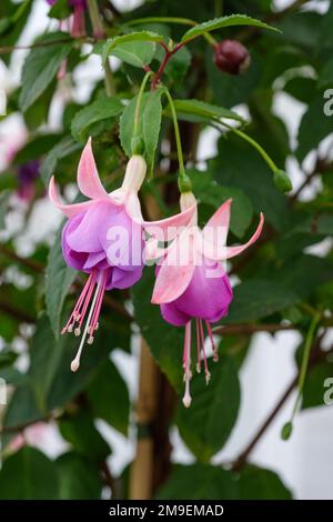 Fuchsia Eleanor Sinton, doppelter Standfuß, Röhrenfarbe – weiß, Sepalfarbe – weiß – schattiertes Pink, Corolla – Lavendel Stockfoto