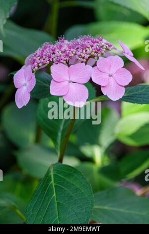 Hydrangea macrophylla Mariesii Perfecta Stockfoto