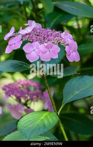 Hortensien Blaue Welle, Hortensien Mariesii Perfecta, Milchstrauch, Blumenköpfe mit Spitzenkappe, Blütenfarbe hängt vom pH-Wert des Bodens ab Stockfoto