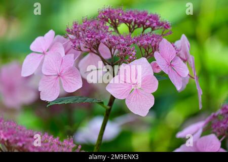 Hydrangea macrophylla Mariesii Perfecta Stockfoto
