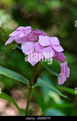 Hydrangea macrophylla Mariesii Perfecta Stockfoto