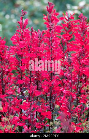 Lobelia speciosa Fan Scarlet, Lobelia Fan Scarlet, Cardinal Flower, Hybrid Lobelia, Fan Series, Scharlachrote Blüten auf aufrechten Stacheln. Stockfoto