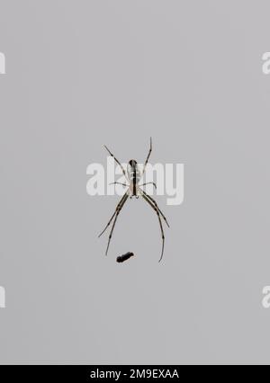 Australian Silver Orb Spider, Leucauge granulata, von oben auf einer hellen Oberfläche betrachtet. Glänzender ovaler Körper und lange grünliche Beine. Leucauge granulata Stockfoto