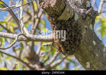 Nicht einheimische, schwärmende Honigbienen, APIs mellifera, die sich auf einem Avocadobaum (Persea americana) in einem Obstgarten in Queensland, Australien, ausruhen. Stockfoto