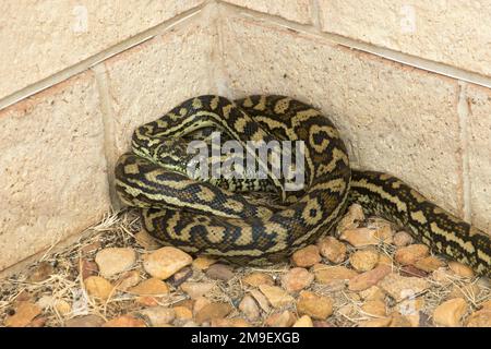 Australische Teppichpython-Schlange, Morelia spilota, die sich in einer ruhigen Ecke in einem Garten in Queensland, Backsteinmauern und Schotterweg aufhält. Stockfoto