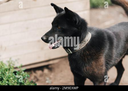 Hausmeister, schwarzer Hund an einer Kette. Wachhund Shepherd oder laika beschützen das Haus Stockfoto