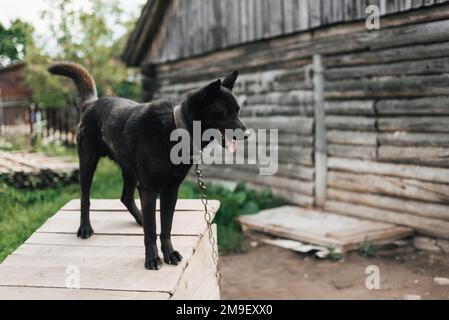 Hausmeister, schwarzer Hund an einer Kette. Wachhund Shepherd oder laika beschützen das Haus Stockfoto