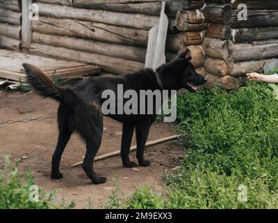 Hausmeister, schwarzer Hund an einer Kette. Wachhund Shepherd oder laika beschützen das Haus Stockfoto