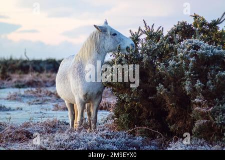 New Forest Pony, das an einem kalten, frostigen Wintermorgen im Januar in Hampshire, Großbritannien, Ginster isst Stockfoto