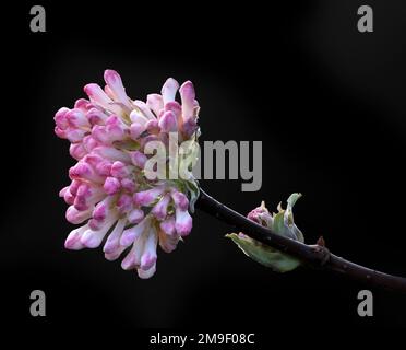 Nahaufnahme der Blütenknospen von Viburnum x bodnantense „Charles Lamont“ vor einem dunklen Hintergrund Stockfoto