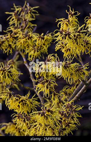 Blumen von Hamamelis x Intermedia „Pallida“ im Winter vor dunklem Hintergrund Stockfoto