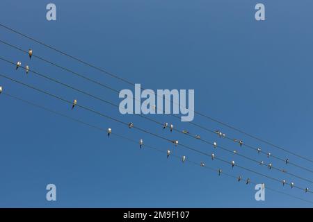 Viele Vögel auf Stromleitungen, klarer Himmel. Stockfoto