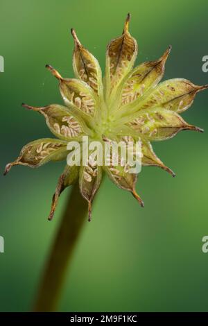 Sumpf-Dotterblume, Sumpfdotterblume, Früchte, Samen, Samenstand, Fruchtstand, gleich, Dotterblume, Caltha palustris, Kingcup, Kingscup, Marsh Marigold, Stockfoto