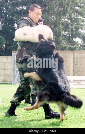 Rechte Vorderansicht, mittlere Aufnahme von USAF Technical Leonardo Castro spielt die Rolle des agressor und 'Allen', eine Sicherheitspolizei K-9 stürzt auf ihn. Die Einheit trainiert und tritt täglich mit ihren Hunden auf. Stützpunkt: Luftwaffenstützpunkt Aviano Staat: Pordenone Land: Italien (ITA) Stockfoto