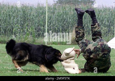 Direkt auf der Rückansicht, mittellang, während USAF Techincal Sergeant Leonardo Castro die Rolle des Aggressors spielt, während 'Allen', ein Wachhund der K-9 Einheit auf dem Aviano Air Base, Italien, ist. Die Einheit trainiert täglich mit den Hunden. Stützpunkt: Luftwaffenstützpunkt Aviano Staat: Pordenone Land: Italien (ITA) Stockfoto