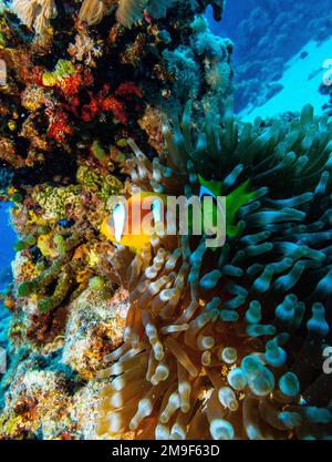 Clownfisch am Elphistone Reef, ägyptisches Rotes Meer 29-11-2022. Clownfisch oder Anemonfisch sind Fische der Unterfamilie Amphiprioninae der Familie Pomac Stockfoto