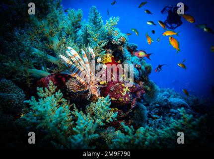 Löwenfische am Elphistone Reef, ägyptisches Lesesaal, 27-11-2022. Pterois ist eine Gattung giftiger Meeresfische, gemeinhin als Löwenfische bekannt und im Indo beheimatet Stockfoto