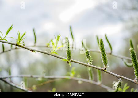 Aufgeblühte Blüten blühen männliche Katzenblüten oder ament auf einer weißen Weide von Salix alba im frühen Frühling. Sammeln Sie Pollen von Blumen und Knospen Stockfoto