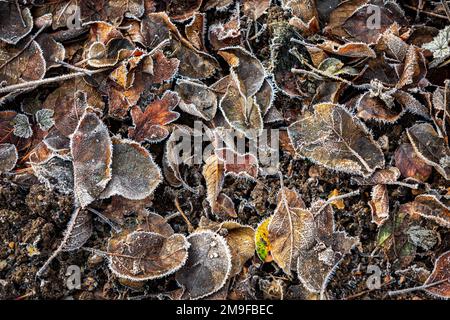 An einem Wintermorgen auf einen Teppich mit frostigen Blättern runterzusehen Stockfoto