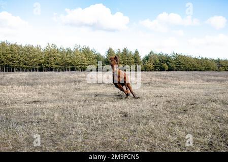 Ein Training des Pferdes, das in einem kleinen Kreis läuft Stockfoto